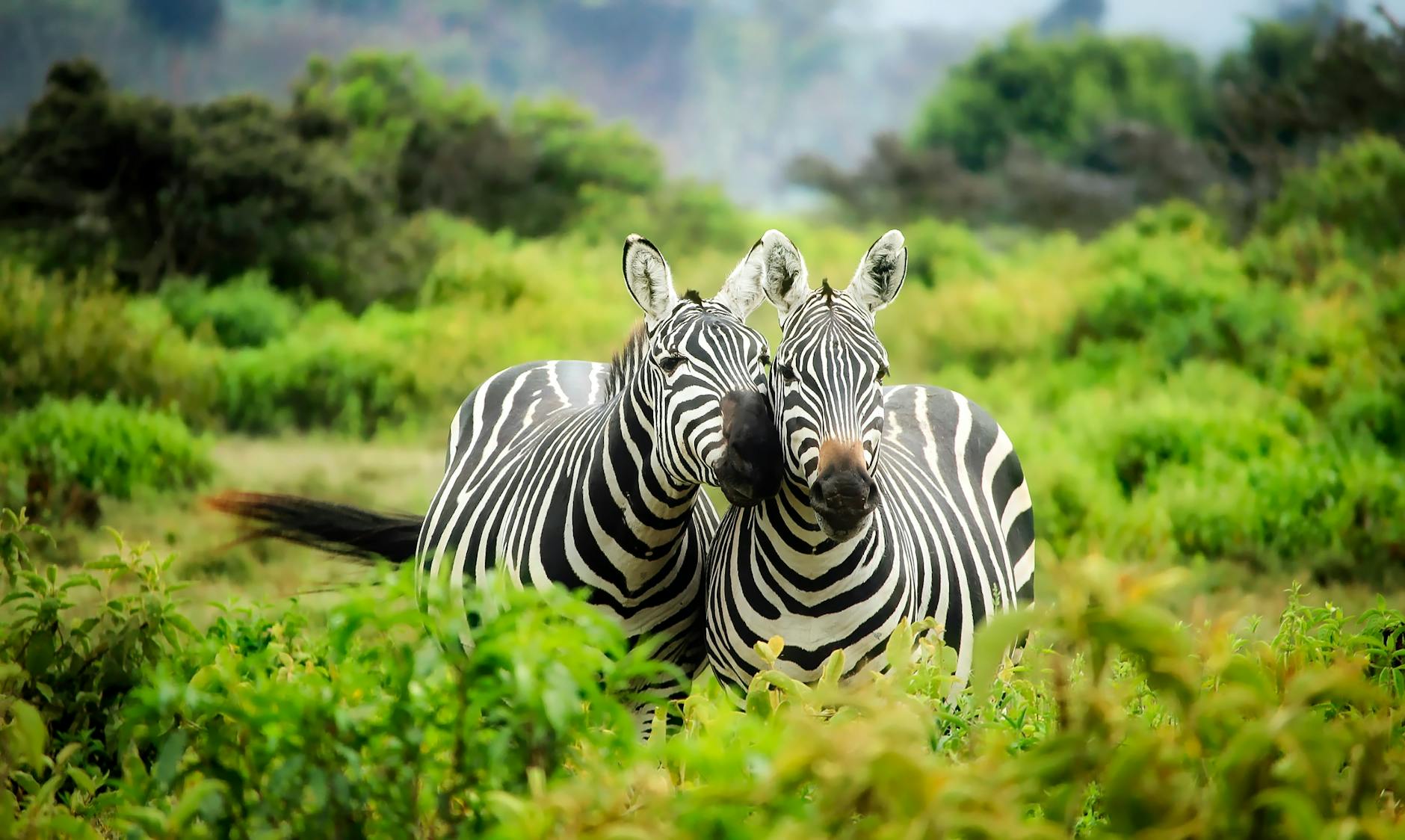 5 Ethical Animal Encounters to Try on Your Next Holiday (and What to Skip)